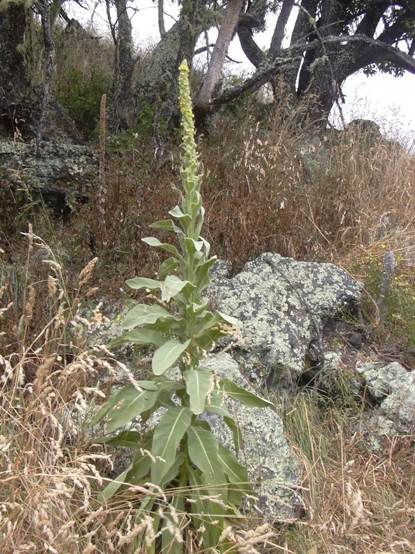 Mullein Verbascum thapsus herb illustration