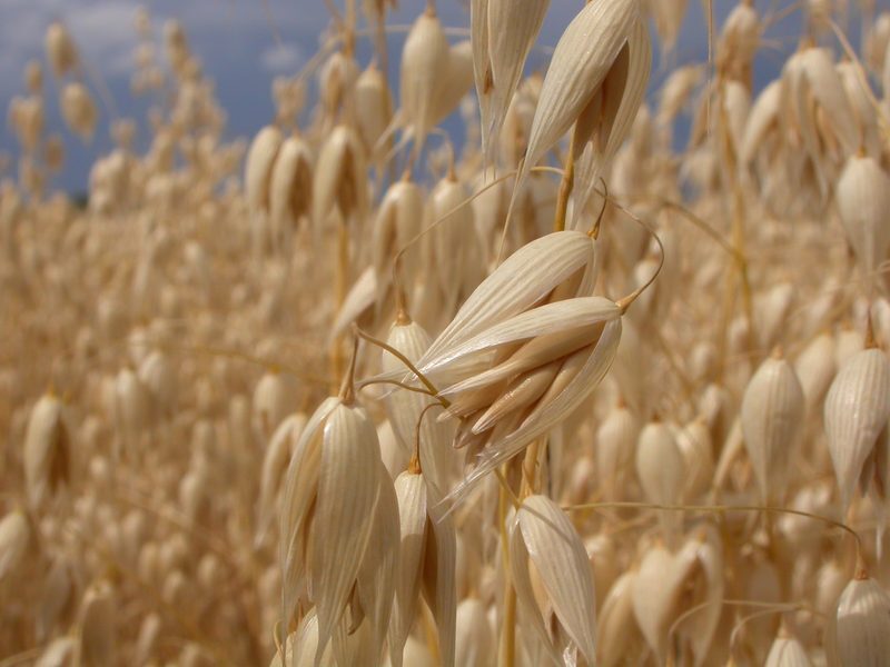 Oats Avena sativa herb illustration