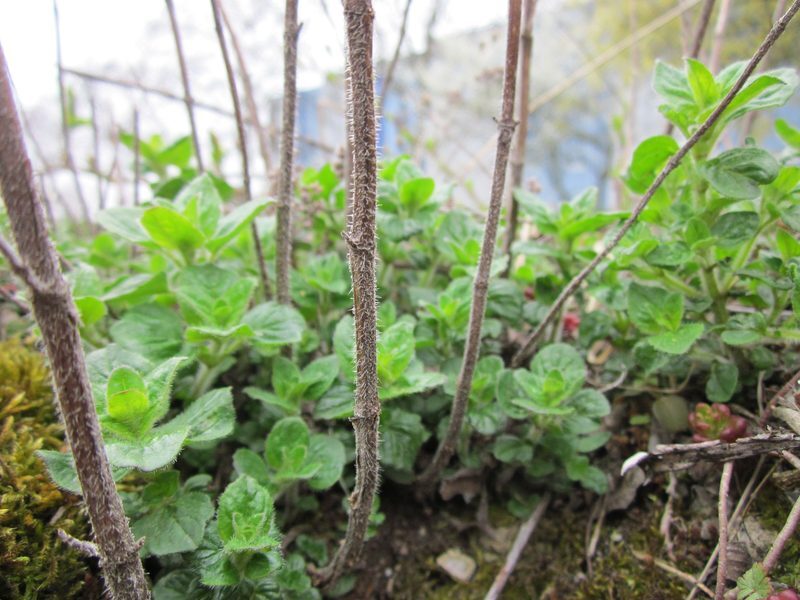 Oregano Origanum vulgare herb illustration