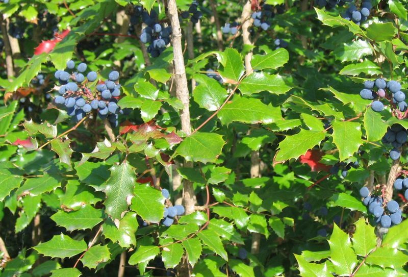 Oregon Grape Mahonia aquifolium herb illustration
