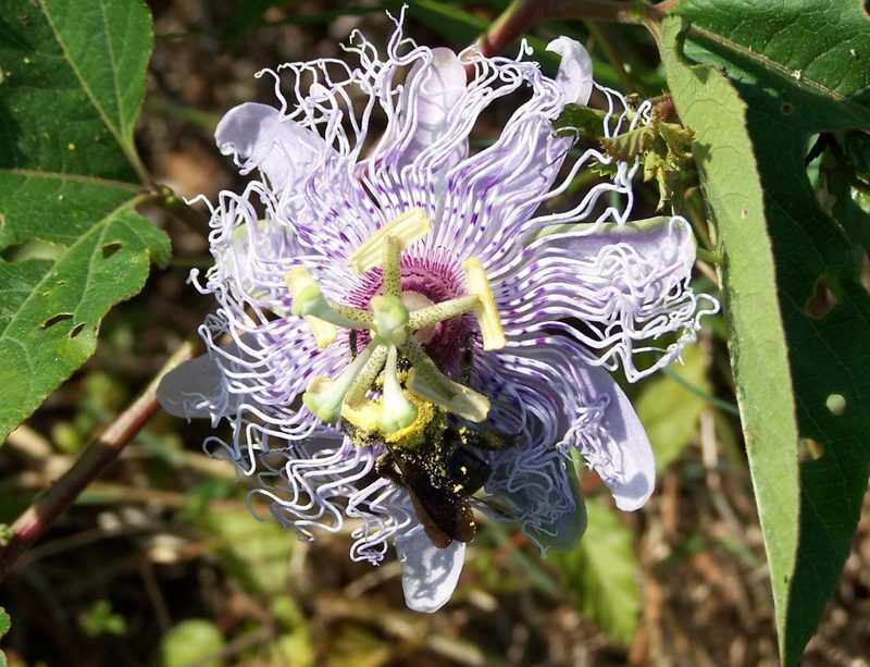 Passionflower Passiflora incarnata herb illustration