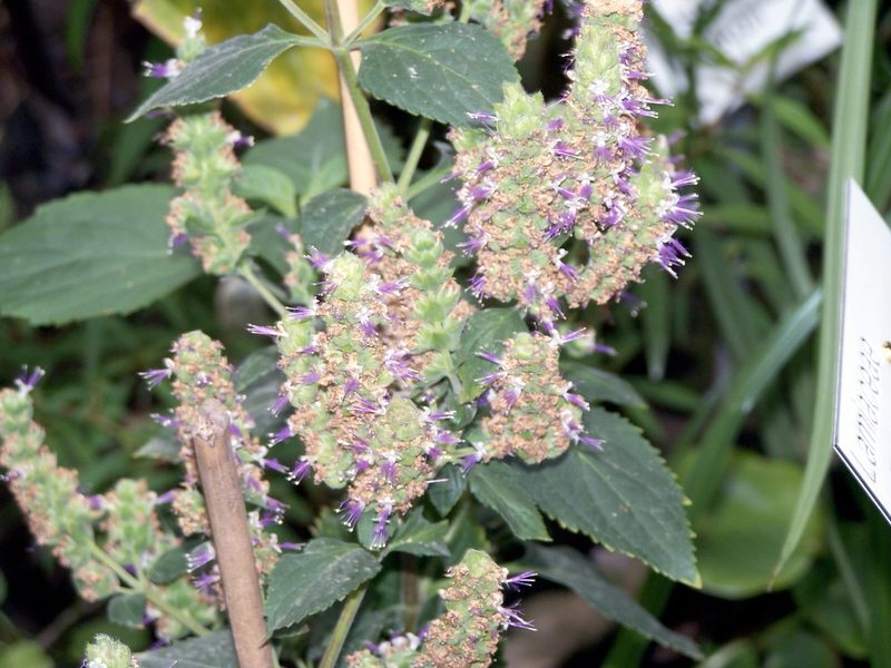 Patchouli Pogostemon cablin herb illustration