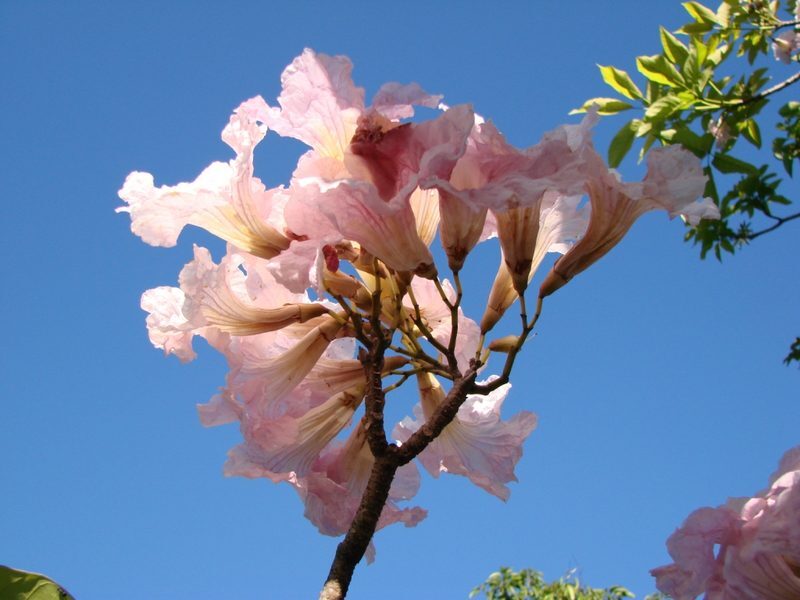 Pau d'Arco Tabebuia heptaphylla herb illustration