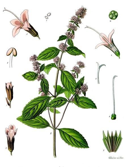 Peppermint Mentha piperita herb illustration