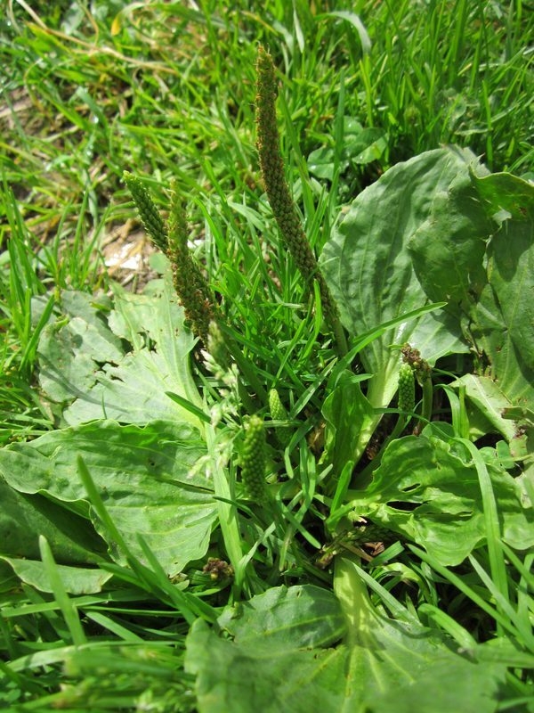Plantain Plantago major herb illustration