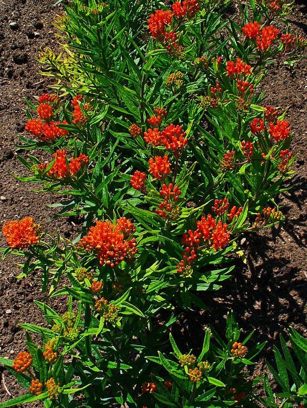 Pleurisy Root Asclepias tuberosa herb illustration