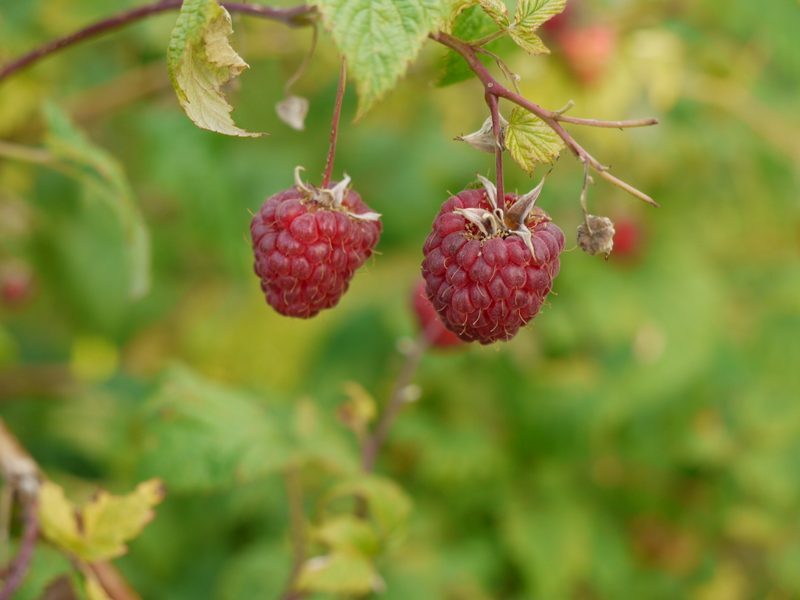 Raspberry Leaf Rubus idaeus herb illustration