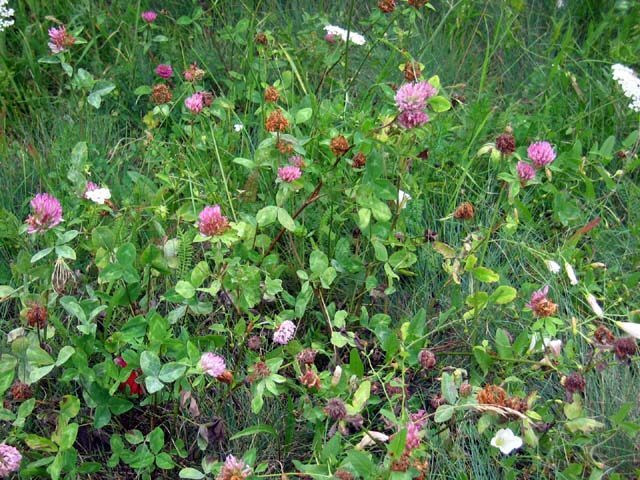 Red Clover Trifolium pratense herb illustration