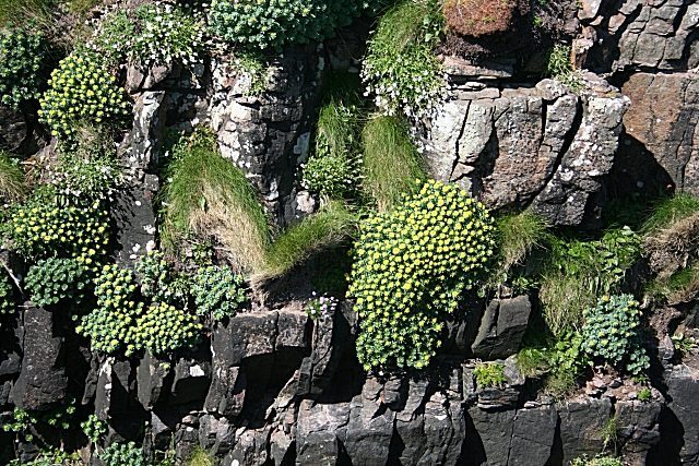 Rhodiola rosea herb illustration