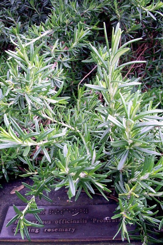 Rosemary Salvia rosmarinus herb illustration