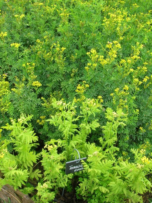 Rue Ruta graveolens herb illustration