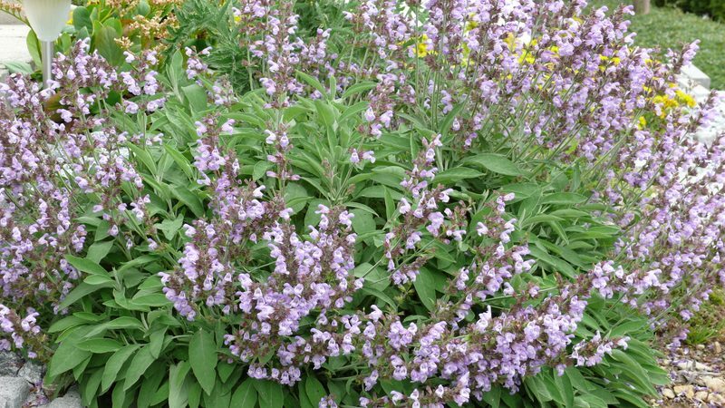 Sage Salvia officinalis herb illustration