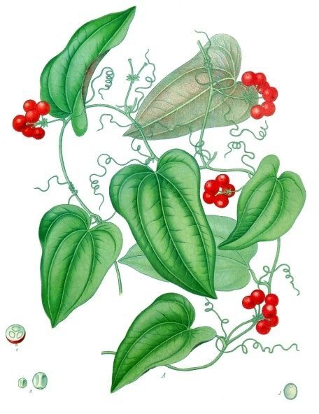 Sarsaparilla Smilax regelii herb illustration
