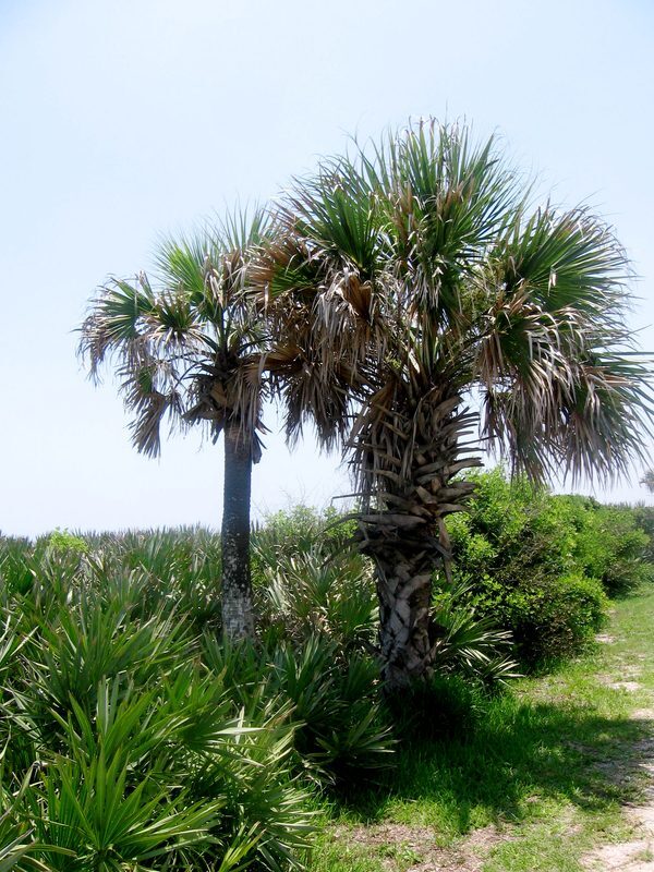 Saw Palmetto Berries Serenoa repens herb illustration