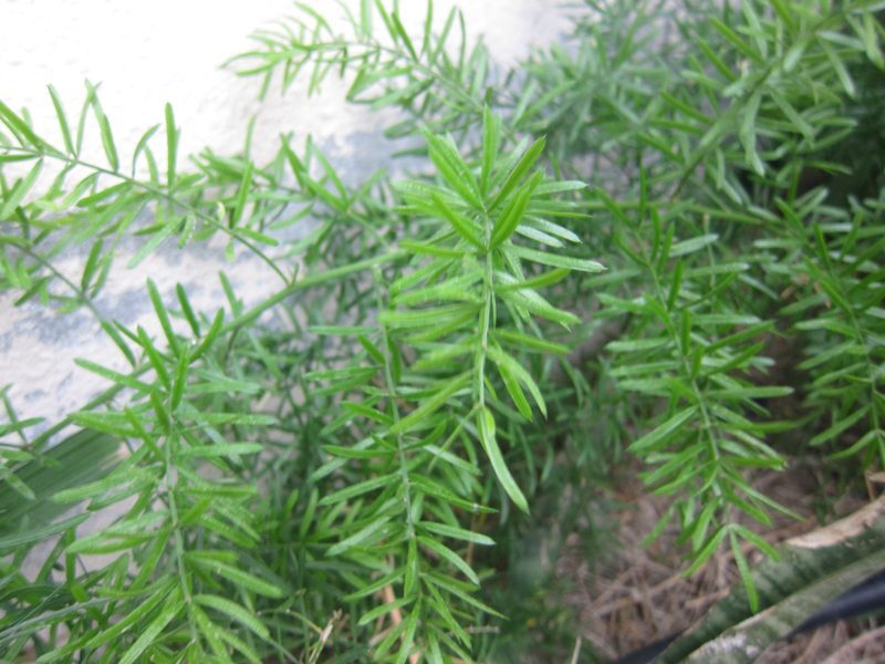 Shatavari Asparagus racemosus herb illustration