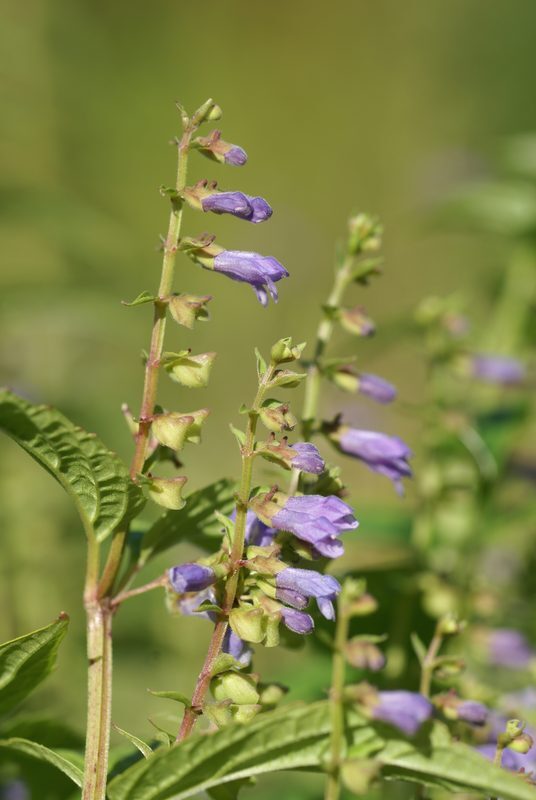 Skullcap Scutellaria lateriflora herb illustration
