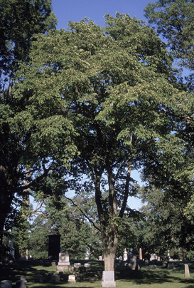 Slippery Elm Ulmus rubra herb illustration