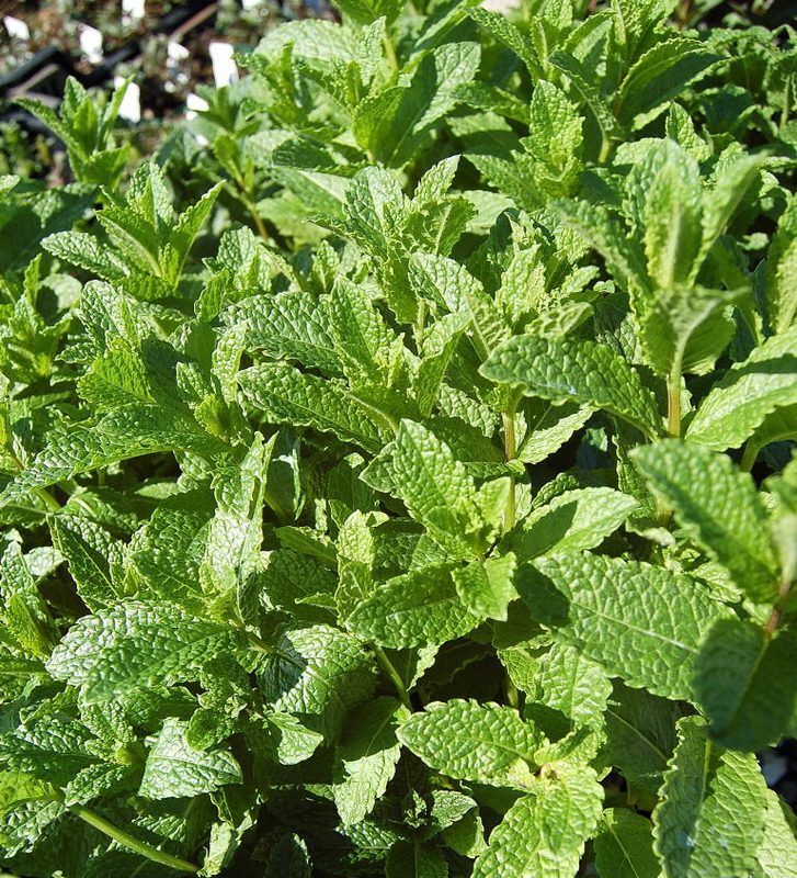Spearmint Mentha spicata herb illustration