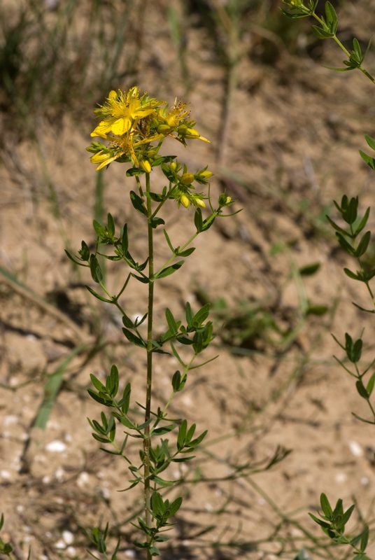 St. John's Wort Hypericum perforatum herb illustration