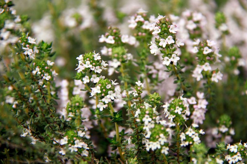 Thyme Thymus vulgaris herb illustration