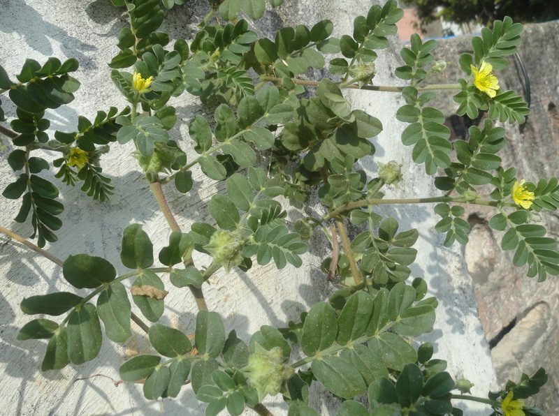 Tribulus terrestris herb illustration