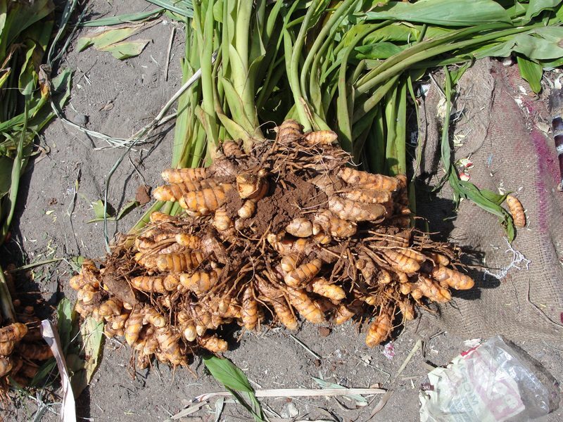 Turmeric Curcuma longa herb illustration