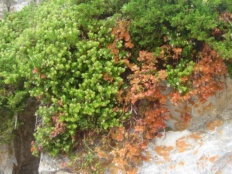Uva Ursi (Bearberry) Arctostaphylos uva-ursi herb