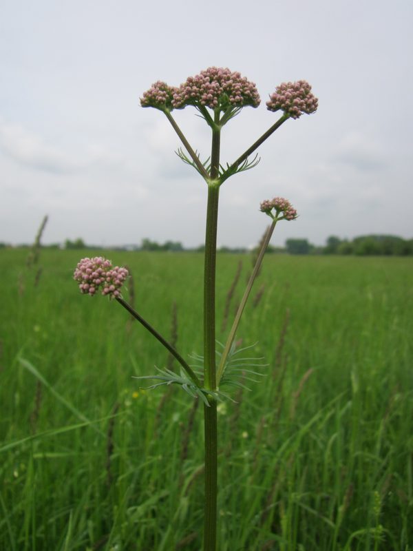 Valerian Valeriana officinalis herb illustration