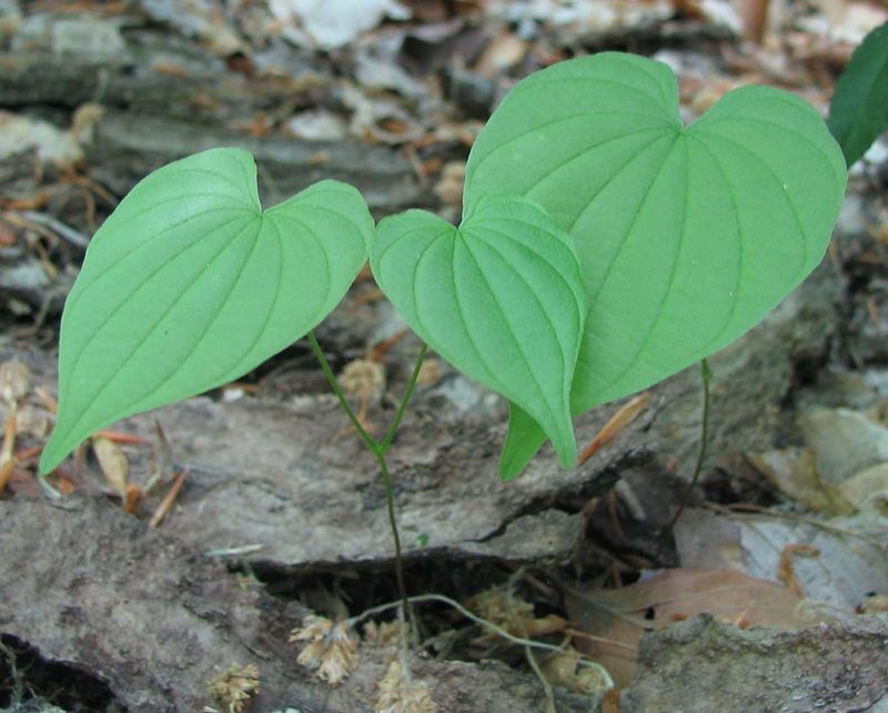 Wild Yam Dioscorea paniculata herb illustration