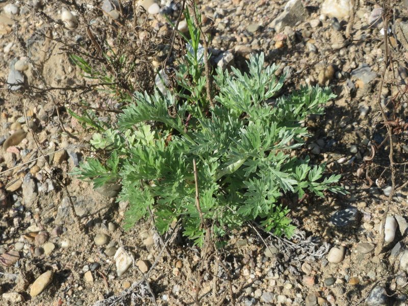 Wormwood Artemisia absinthium herb illustration