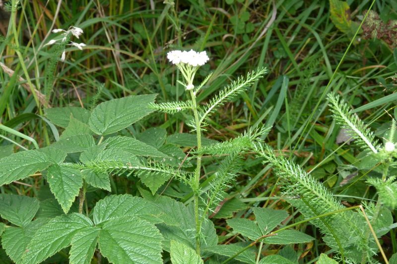 Yarrow Achillea millefolium herb illustration