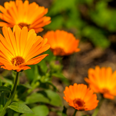 calendula.png