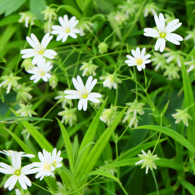 chickweed.png