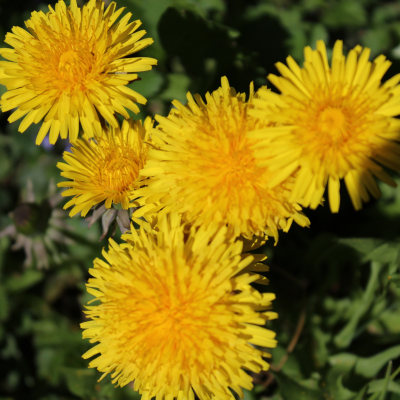 dandelion.png