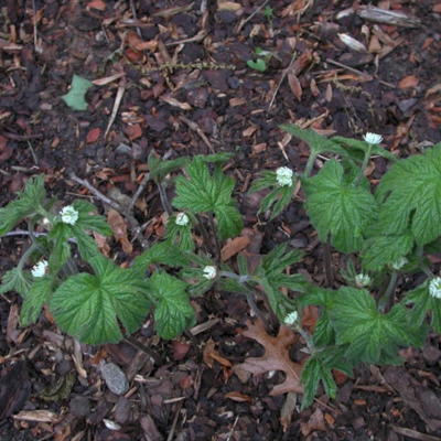 goldenseal.png