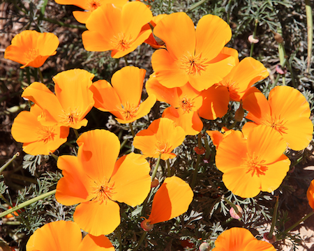 herb-californiapoppyfinal.png