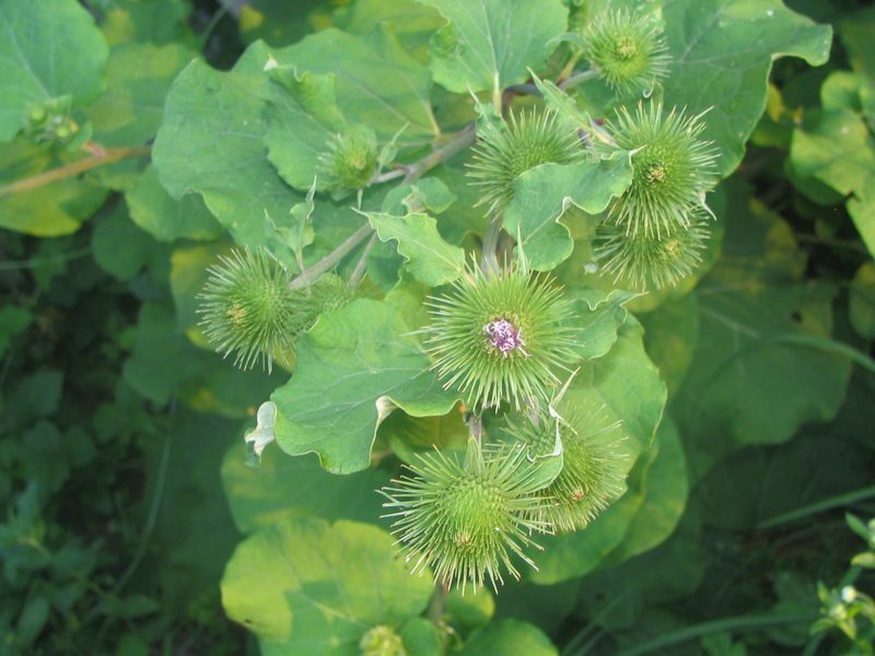 Burdock herb photo