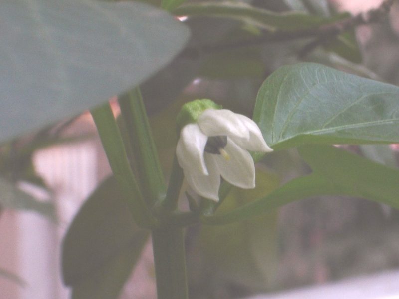 Cayenne Pepper herb photo
