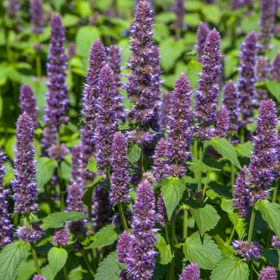 hyssop.png