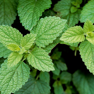 lemonbalm.png