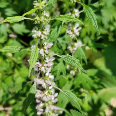 motherwort.png