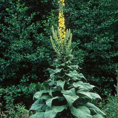 mullein.png