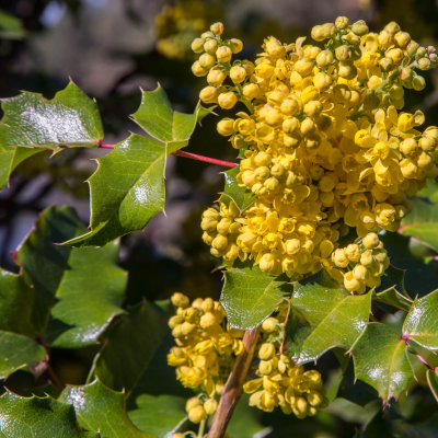 oregongrape.png