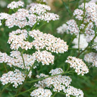 yarrow.png