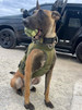 Operation Good Boy Military-Grade Camouflage Bazooka Ball - Natural Rubber Chew Dog Toy