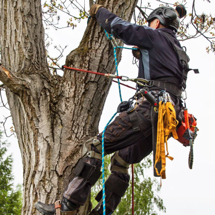 Arborist Ropes