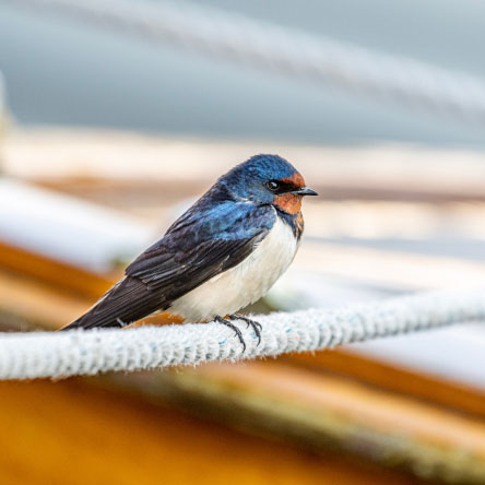 Pet Ropes | Animals