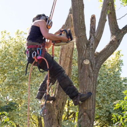 Arborist Ropes