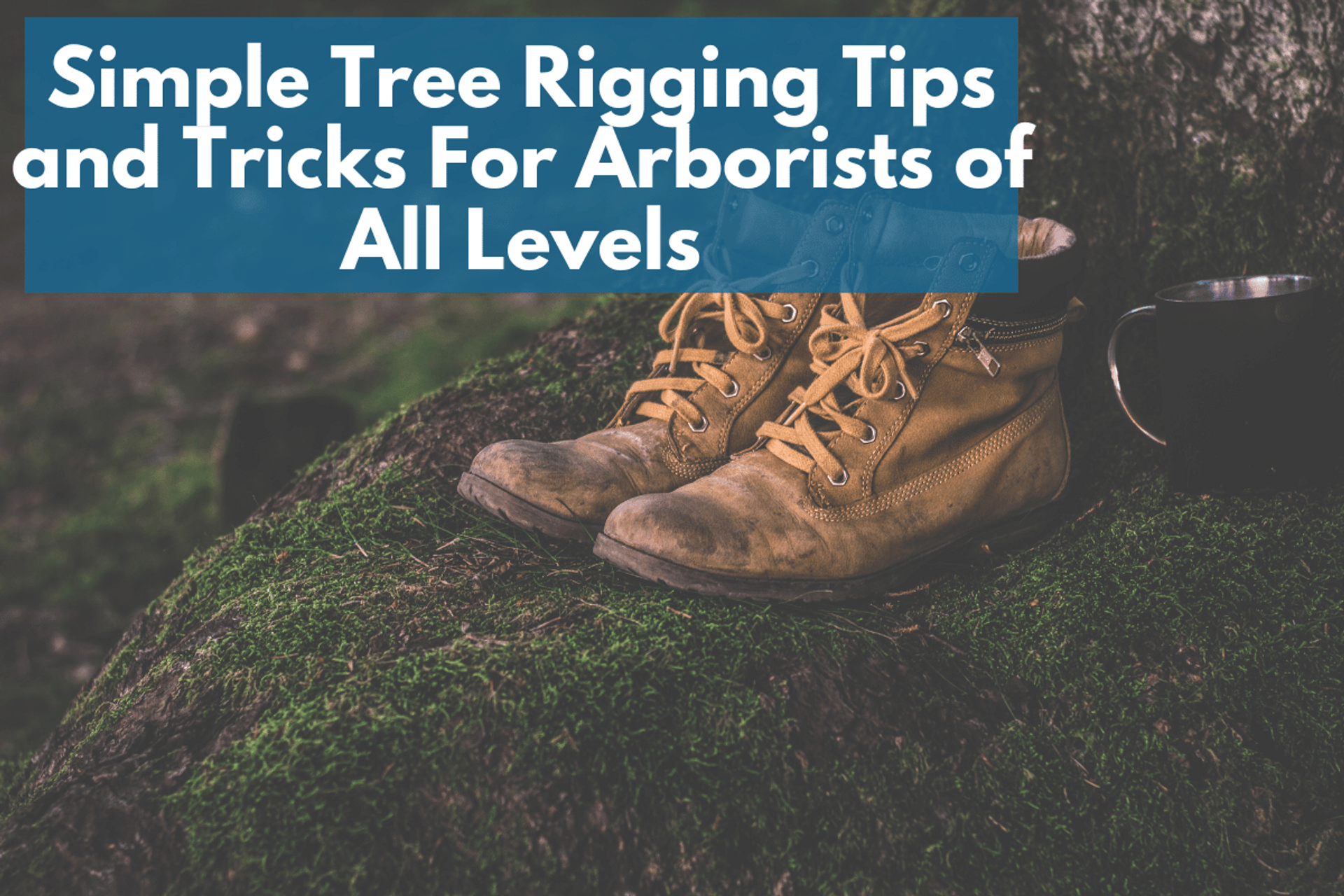 Simple Tree Rigging Tips and Tricks For Arborists of All Levels thumbnail image