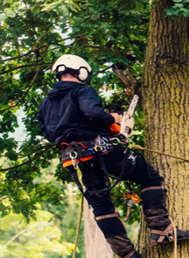 Arborist | Tree Work